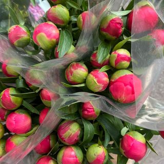 Peonie arancione corallo