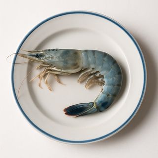 Gambero blu