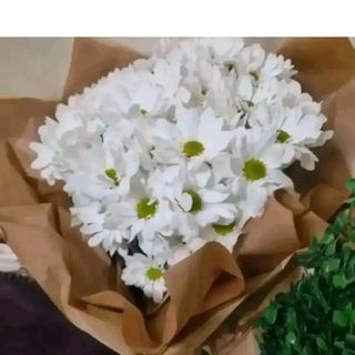 bouquet grande di Margherite bianche olandesi