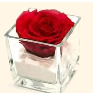 rosa stabilizzata rossa in Cubo trasparente