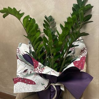 pianta di Zamioculcas