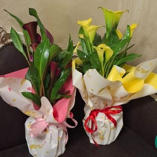 pianta di calla ( colore a seconda della disponibilità)