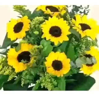 7 girasoli