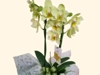 orchidea in ceramica sulle tonalità del giallo