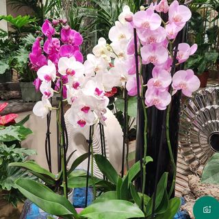 pianta di orchidea a 2 rami ( colore a seconda della disponibilità) con vaso in ceramica