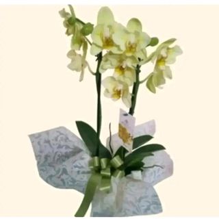 orchidea sulle tonalità del giallo