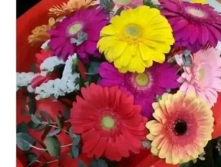 10 gerbere miste