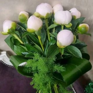 5 peonie bianche