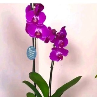 orchidea fuxia 