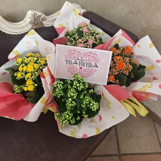 1 pianta di calancola . biglietto auguri mamma omaggio. colore secondo la disponibilità