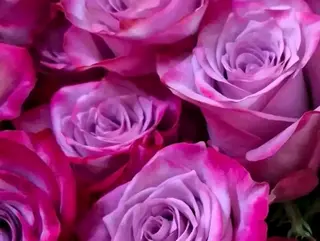 5 rose fuxia