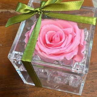 rosa rosa stabilizzata