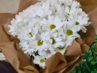 bouquet di Margherite bianche