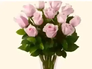 12 rose rosa