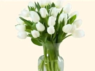 20 tulipani bianchi