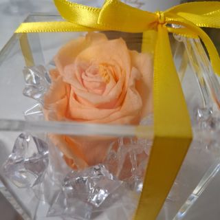 rosa stabilizzata color salmone