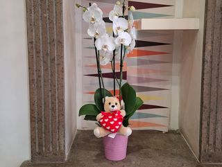 orchidea bianca con vaso in ceramica e pelushe piccolo