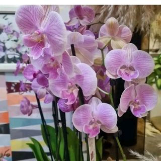 orchidea sulle tonalità del rosa 