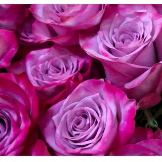 10 rose fuxia