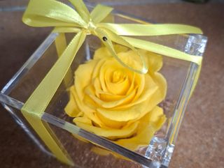 rosa stabilizzata gialla in plexiglas