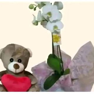 orchidea bianca con pelushe piccolo