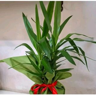 tronchetto della felicità