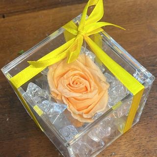 rosa gialla stabilizzata