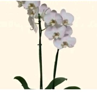 orchidea bianca