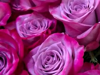 10 rose fuxia