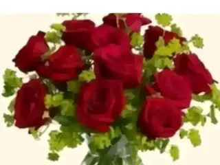 12 rose rosse