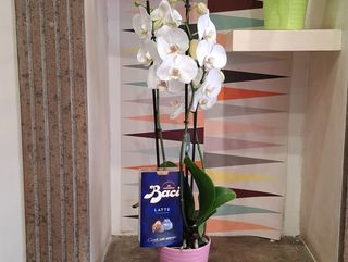 01 orchidea bianca in ceramica con baci perugina