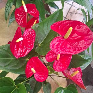 pianta di anthurium rosso media