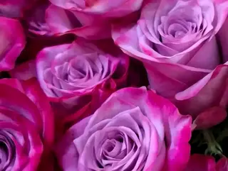 15 rose fuxia