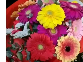 15 gerbere colorate