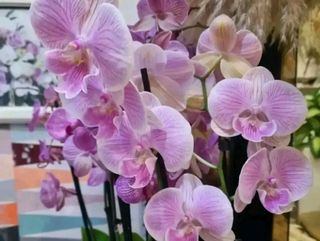 orchidea sulle tonalità del rosa con vaso in ceramica