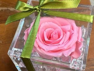 rosa stabilizzata rosa in plexiglas