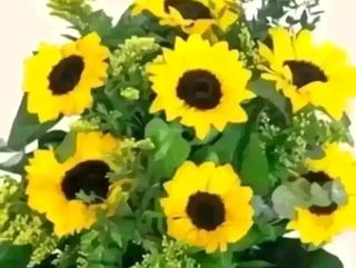 5 girasoli