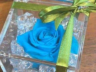 rosa stabilizzata color turchese