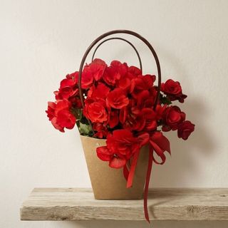 Begonia in borsetta