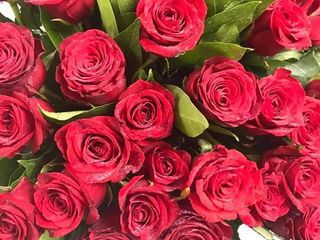 5 rose rosse (50/60cm)