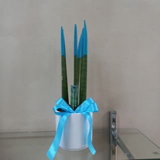 Sanseviera velvet azzurra 