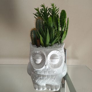 Composizione piante grasse 