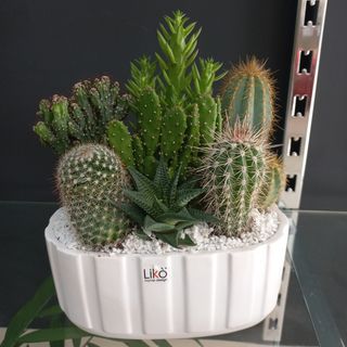 Composizione piante grasse 