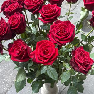 12 rose rosse