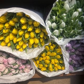 Tulipani con Mimusa al mazzo