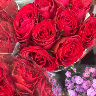 7 rose rosse con mimusa