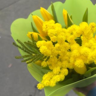 10 tulipani giorlo con mimusa