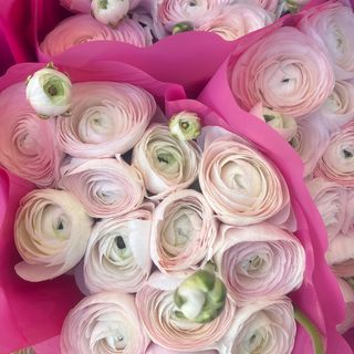 Ranucoli colonna roza al mazzo