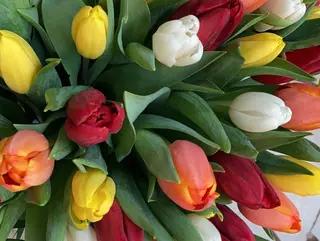 Tulipani