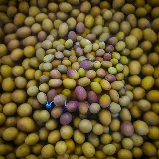 Olive Puglia in acqua